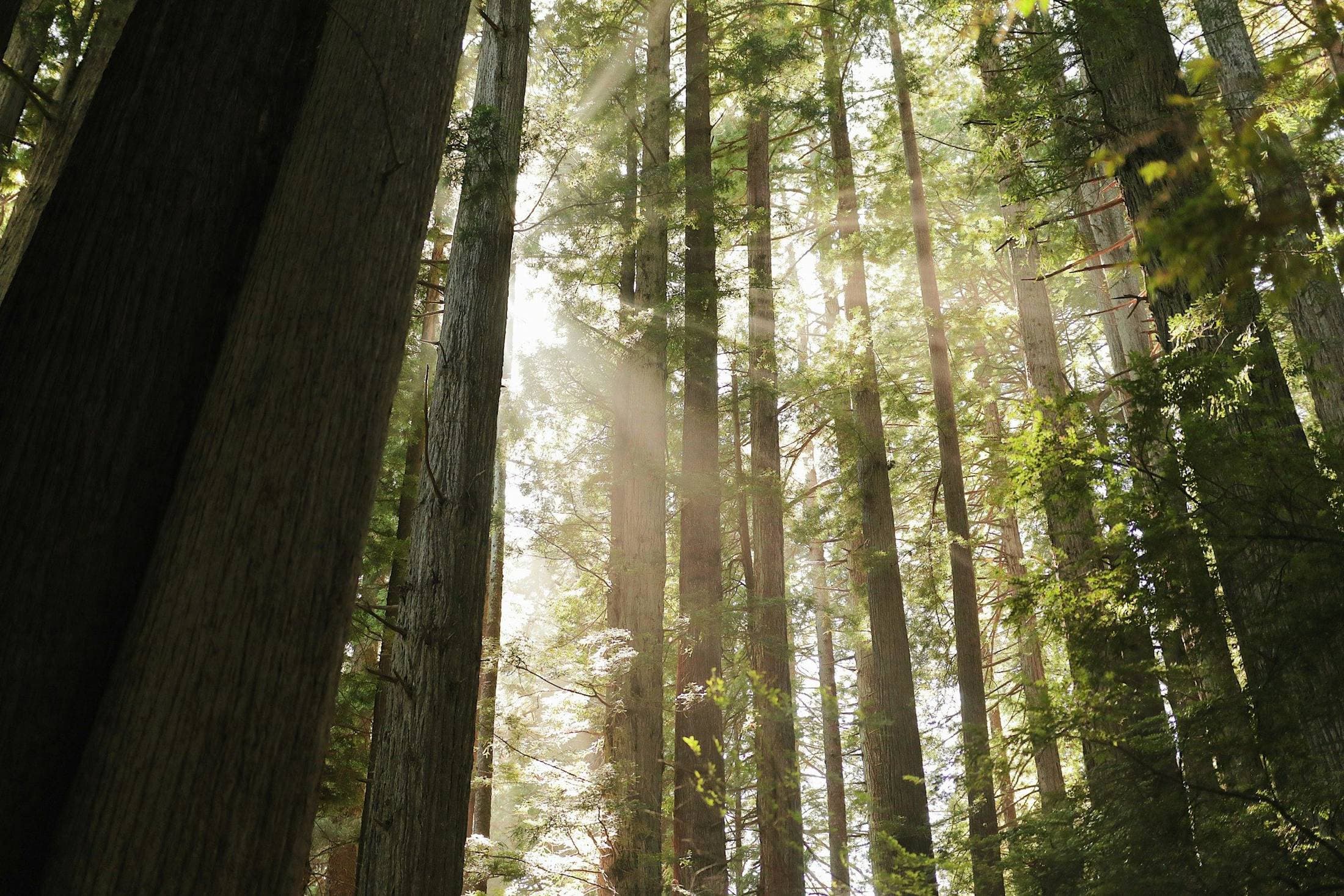 Light falling through a stand of redwood trees.